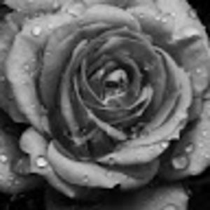 Meet your Posher, Ella